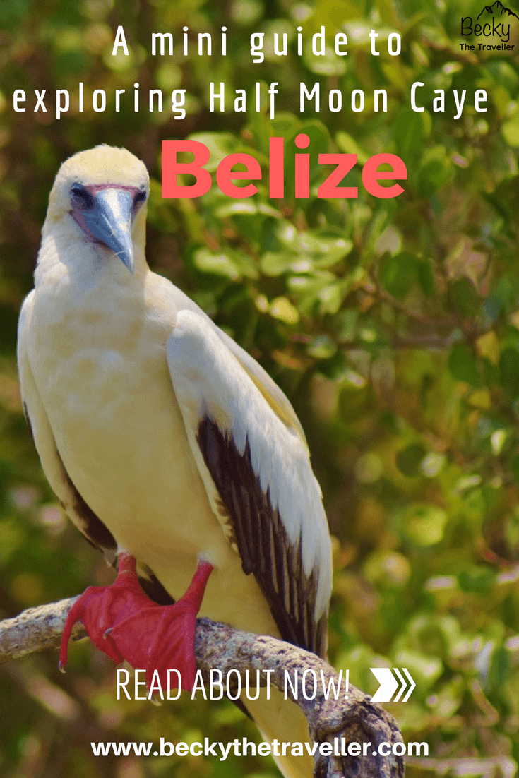 Half Moon Caye Belize - red-footed Booby
