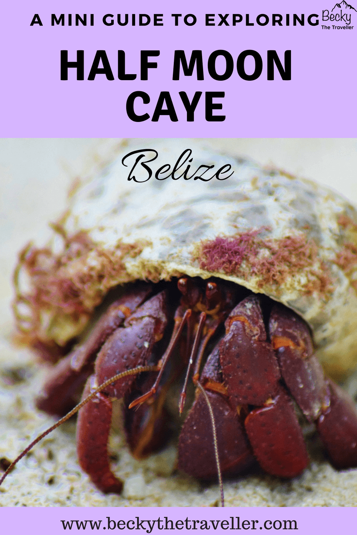 Half Moon Caye Belize - hermit crab