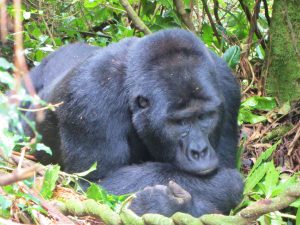 The ultimate wildlife experience in Uganda - Gorilla Trekking