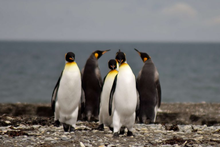 King penguins in Chile - my favourite wildlife experience