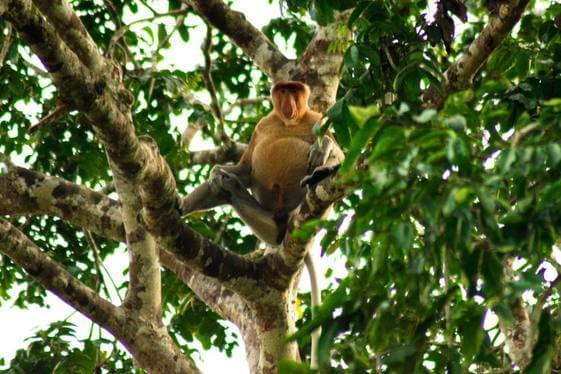 Wildlife adventures in Borneo - Proboscis monkeys
