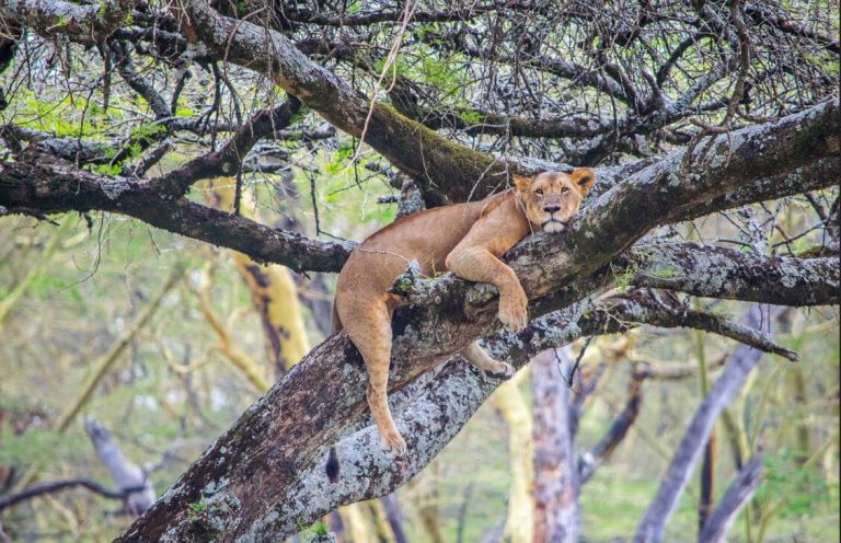 Wildlife safari - spotting lions in Kenya