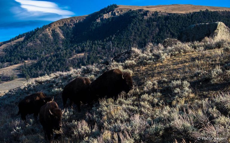 Wildlife in the USA - Bison