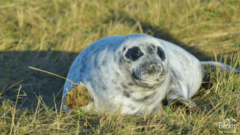 Seal pup at Donna Nook Seal Colony in Lincolnshire