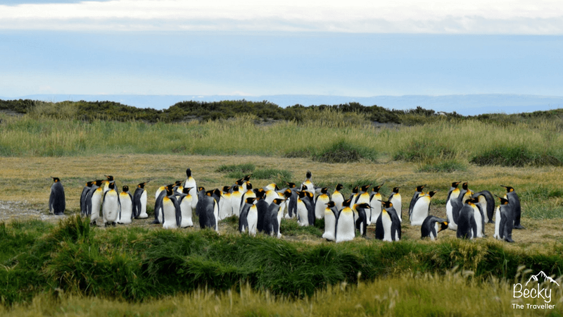 King Penguins in Chile - Where to see King Penguins in Chile. Is it just me that's a little bit in love with penguins? Read about my experience in Patagonia visiting these beautiful and funny birds. Includes top tips on visiting and also some of my favourite photos from my trip.