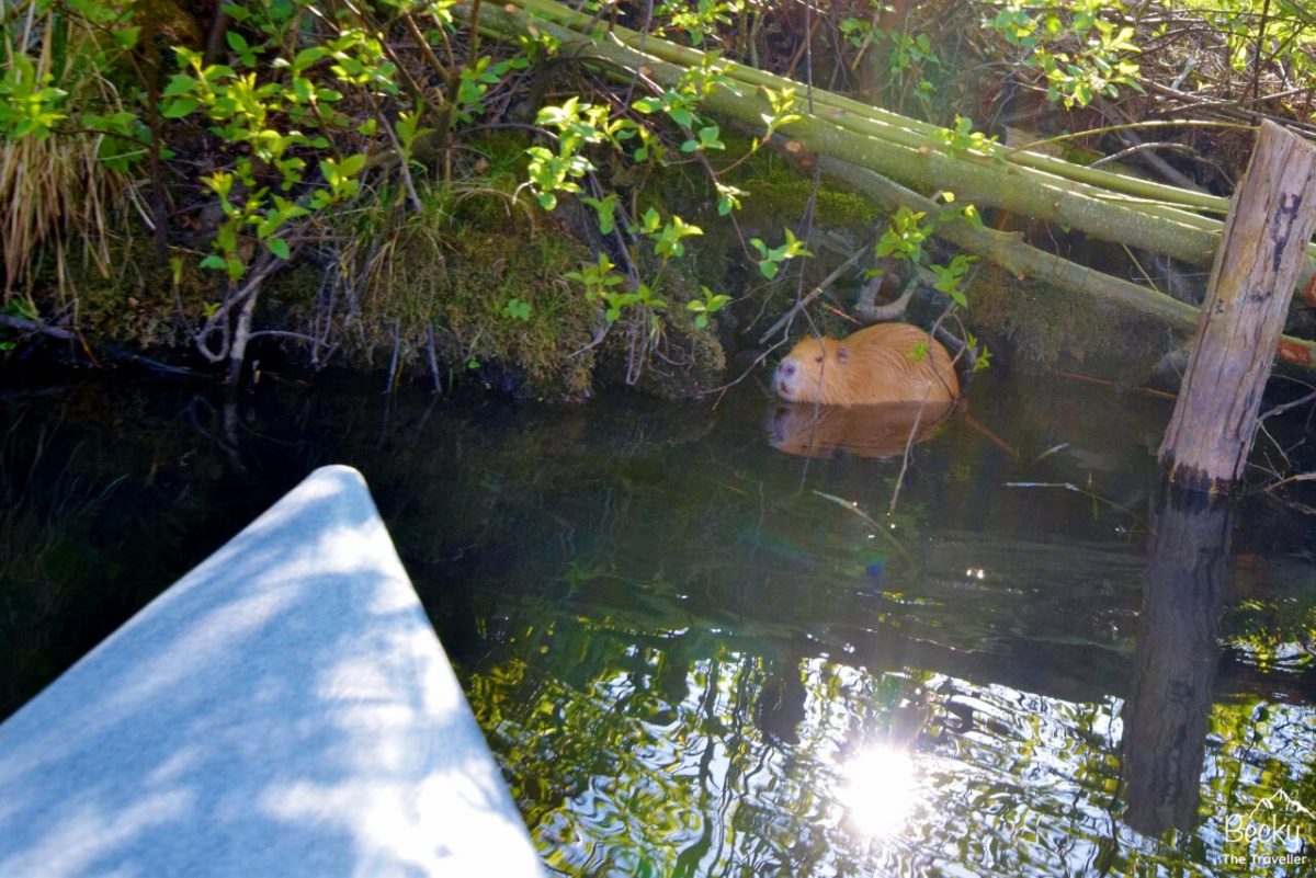 Spotting beavers on my canoeing trip