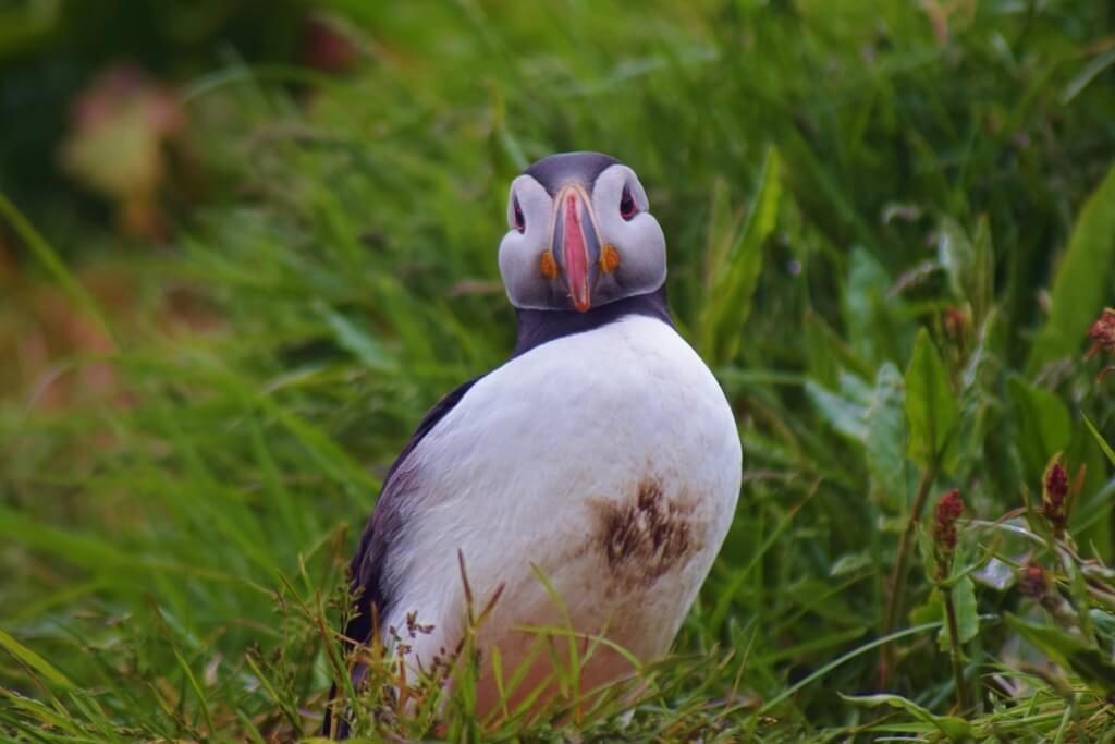 Atlantic puffin covered in mud 