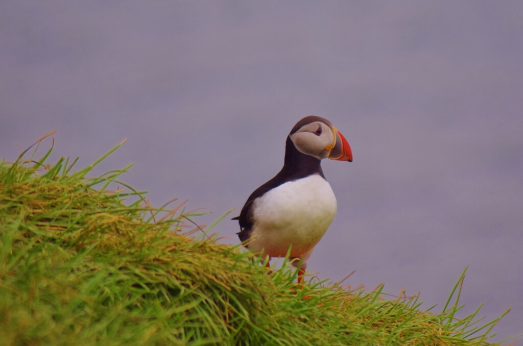 First puffin I saw in Iceland