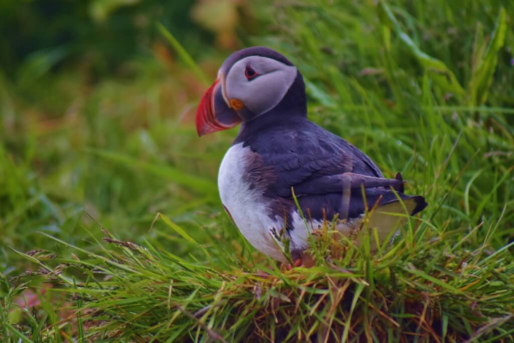 Seeing puffins in Iceland
