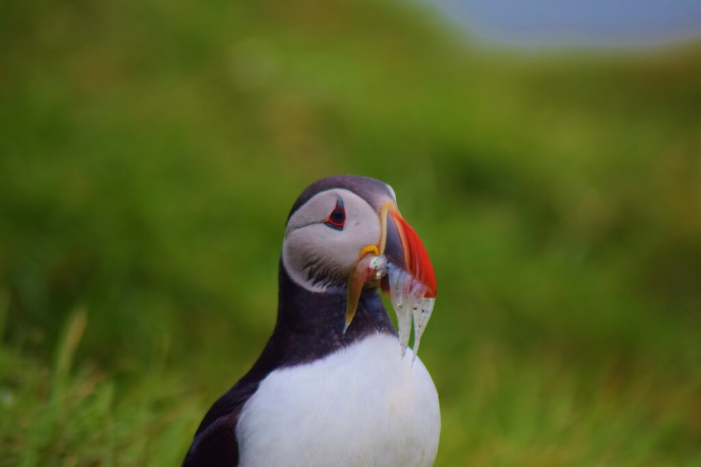 Best spot to see puffins in Iceland
