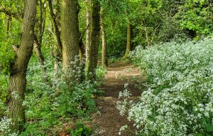 Bulwell Hall Park woods Nottingham