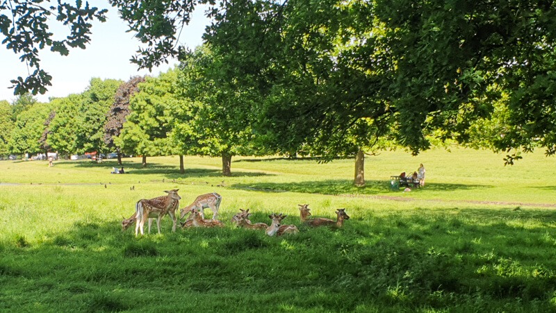 Deer under trees