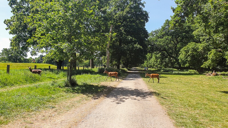 Deer crossing path near trees