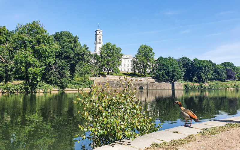 Eygptian Goose stood on side of lake