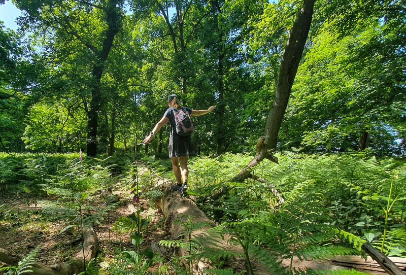 Person walking on fallen tree 